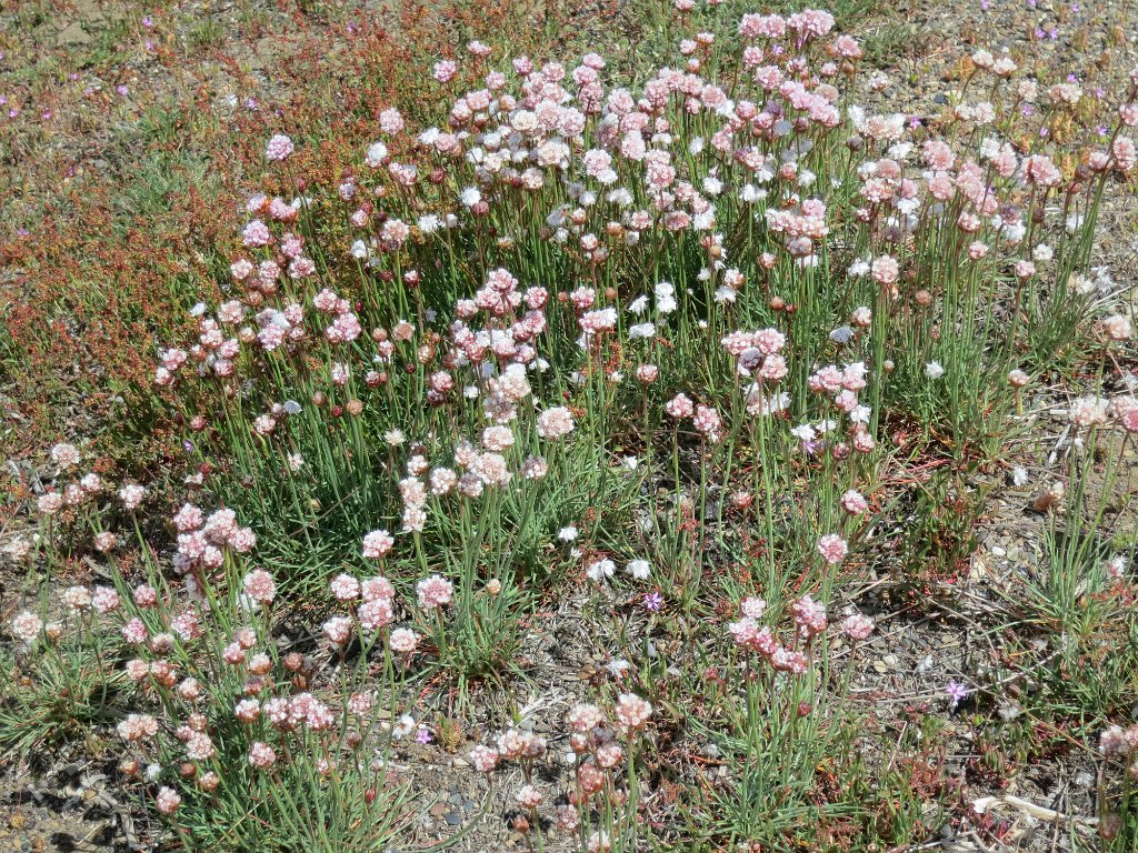 LR ARG-20130107-304