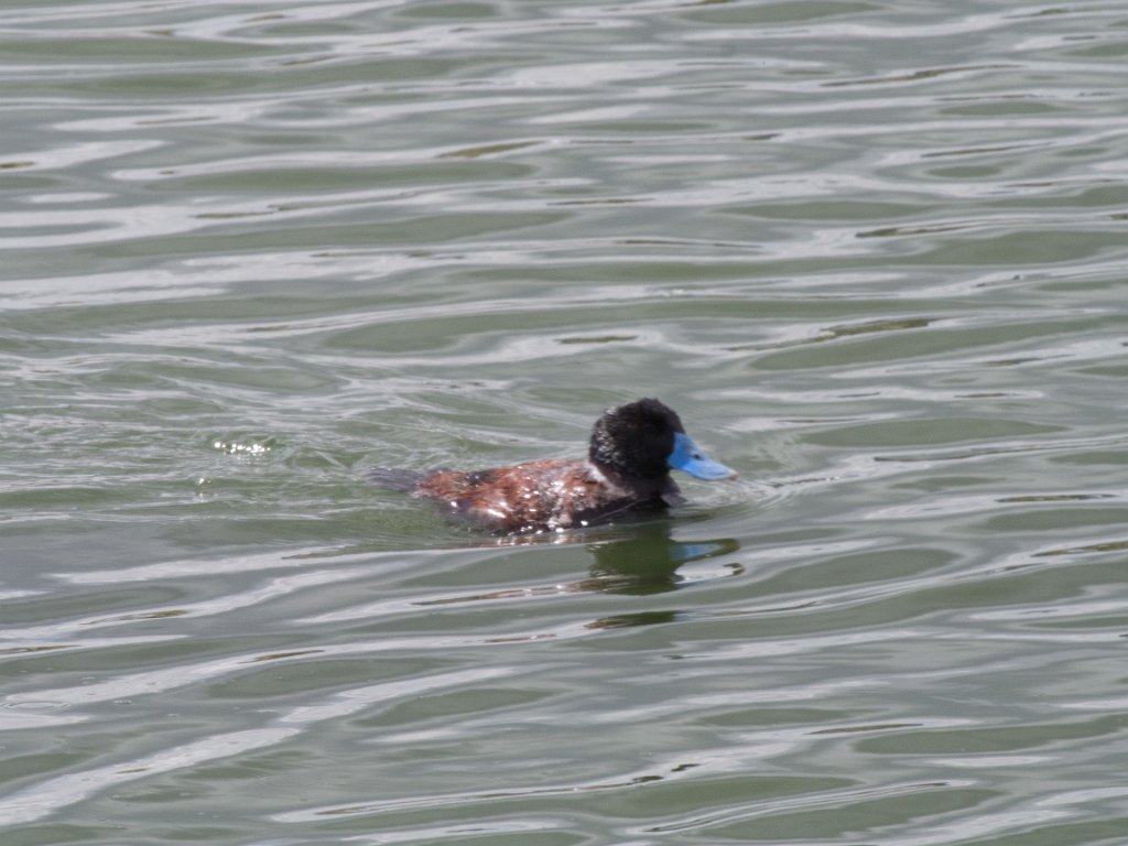 LR ARG-20130107-316