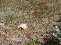 LR ARG-20130107-301 : Argentina