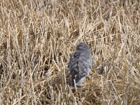 LR ARG-20130107-309 : Argentina