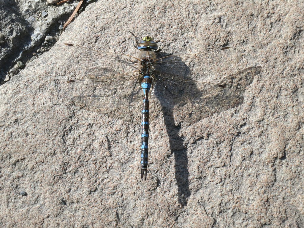 LR ARG-20130107-449