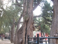 China 1335 : China Dziob