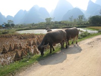 China 0296 : China Dziob