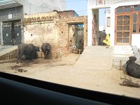 IMG 9458