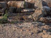 Israel 2009-129