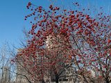 Ottawa_Canal_2009-33.jpg